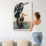 Black-Bellied Darter by John James Audubon canvas print, displayed on a wall