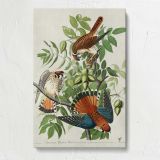 American Sparrow Hawks by John James Audubon canvas print, front view