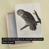 Great Cinereous Owl by John James Audubon canvas print, front and back view