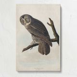 Great Cinereous Owl by John James Audubon canvas print, front view
