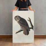 Great Cinereous Owl by John James Audubon canvas print, held for scale