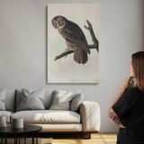 Great Cinereous Owl by John James Audubon canvas print, room display