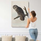 Great Cinereous Owl by John James Audubon canvas print, displayed on a wall