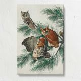 Little Screech Owls by John James Audubon canvas print, front view