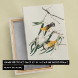 Prothonotary Warblers by John James Audubon canvas print, front and back view