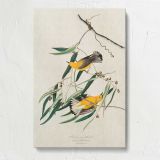 Prothonotary Warblers by John James Audubon canvas print, front view