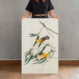 Prothonotary Warblers by John James Audubon canvas print, held for scale