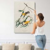 Prothonotary Warblers by John James Audubon canvas print, displayed on a wall