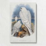 Greenland Falcons canvas print, front view