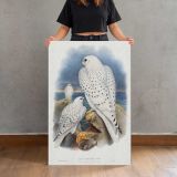 Greenland Falcons canvas print, held for scale