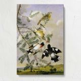 Rose-Breasted Grosbeaks canvas print, front view
