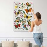 Butterfly and Moth Collection canvas print, displayed on a wall
