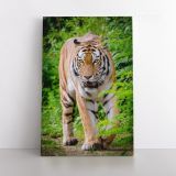 Tiger Canvas Wild Animals Photography Canvas Wall Art - Image 2