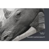 Rhinoceros Black and White Photography Canvas Wall Art - Image 6