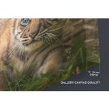 Tiger Cub Canvas Photography Canvas Wall Art - Image 6