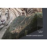 White Tiger Canvas Photography Canvas Wall Art - Image 6