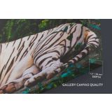 Large White Tiger Canvas Photography Canvas Wall Art - Image 6