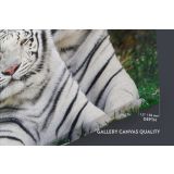 Large White Tiger and Cub Canvas Photography Canvas Wall Art - Image 6