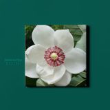 White Magnolia Flower Canvas Wall Art - Image 3