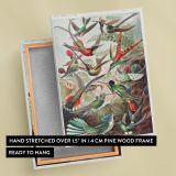 Hummingbirds (Trochilidae) - Vibrant Ornithological Plate By Ernst Haeckel canvas wall art - Image 6