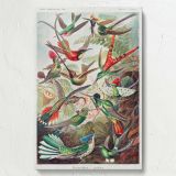 Hummingbirds (Trochilidae) - Vibrant Ornithological Plate By Ernst Haeckel canvas wall art - Image 7