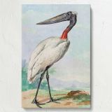 Jabiru - Tropical Bird Illustration (1770) By Aert Schouman canvas wall art - Image 7