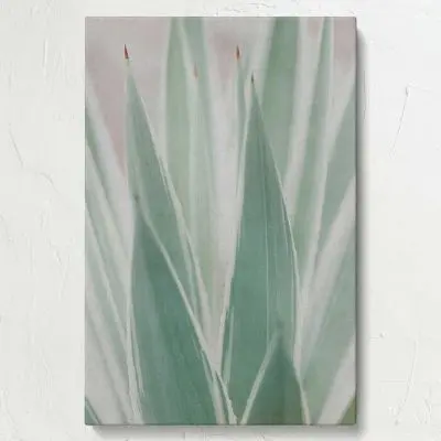 Sansevieria Plant minimalist botanical close-up canvas